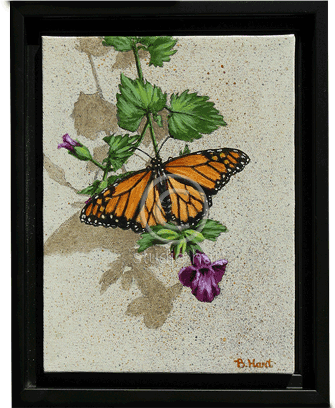 Butterfly - Picture Frame (800x800), Png Download