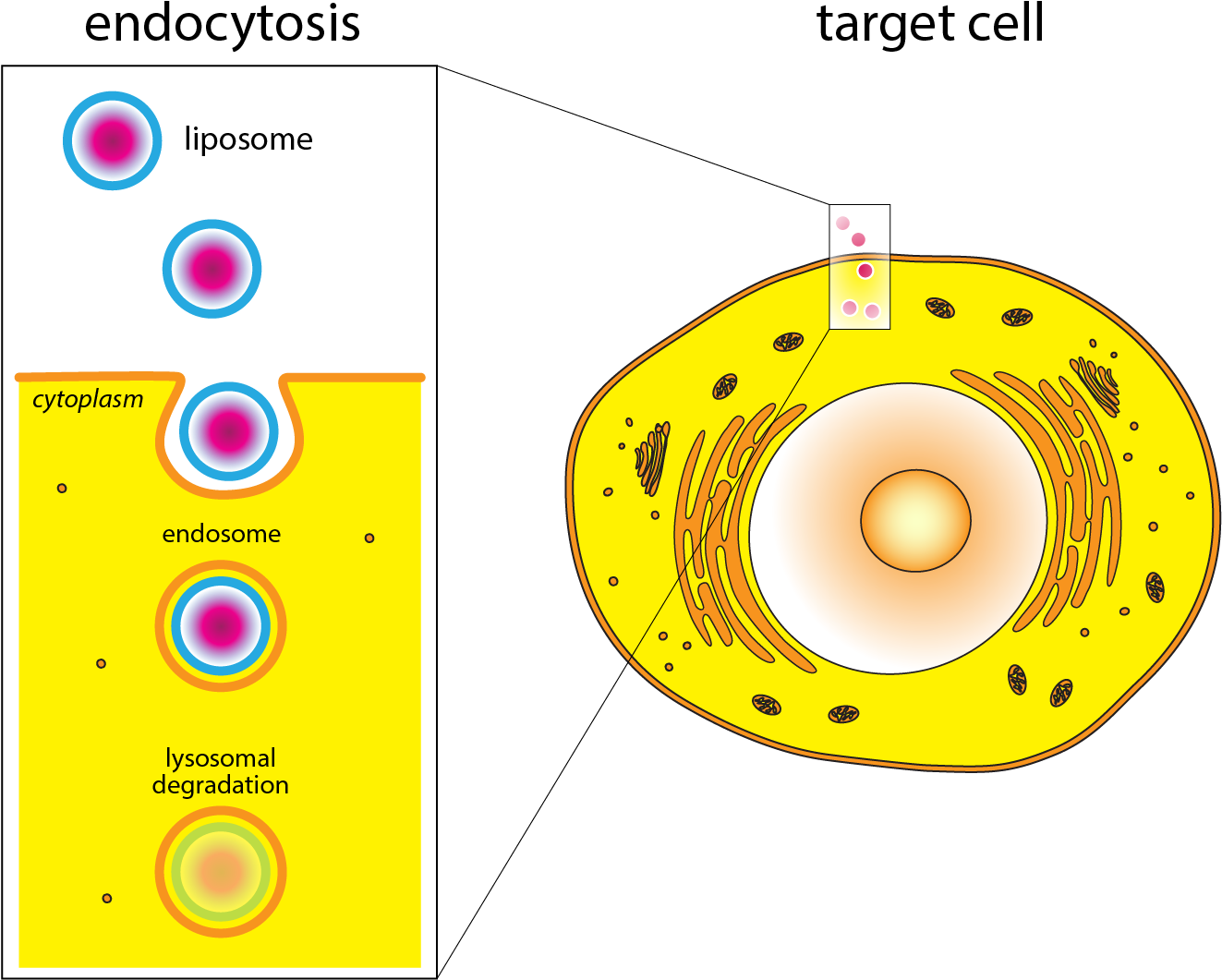 Nwo Vici Grant For Dr - Circle (1322x1068), Png Download