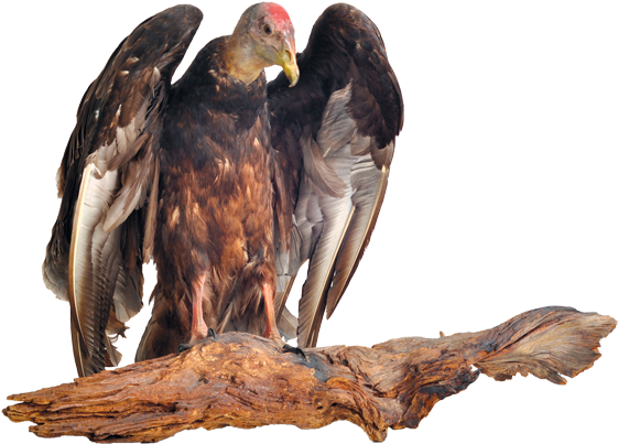 Vulture Transparent Png Hd (600x415), Png Download