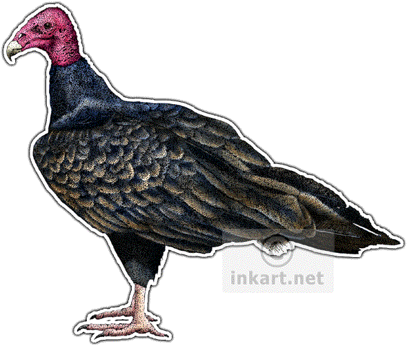 Png Transparent Library Vultures Drawing Ink - Turkey Vulture Note Cards (pk Of 10) (590x502), Png Download