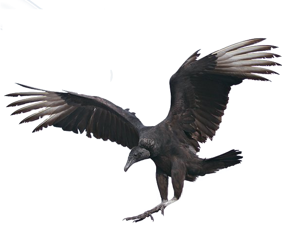 Hatchets Are Used To Cut Up The Corpse, Chopping The - Vultures Png (580x464), Png Download