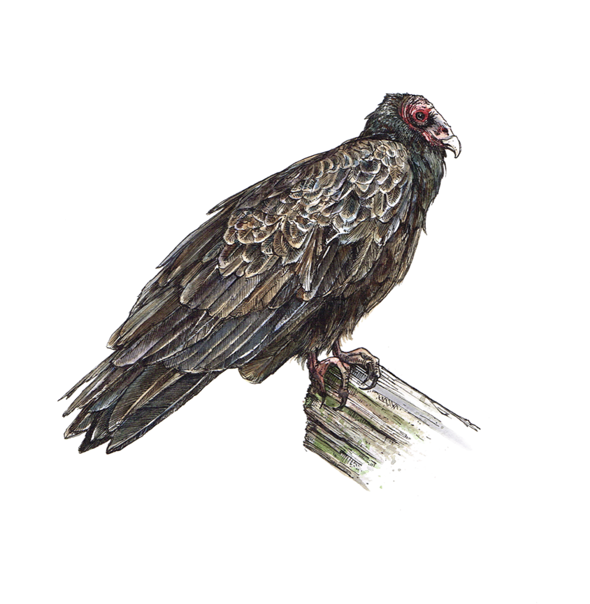 Vulture - Portable Network Graphics (1000x939), Png Download