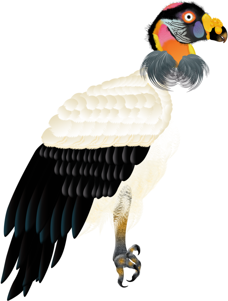 King-vulture (1000x1001), Png Download
