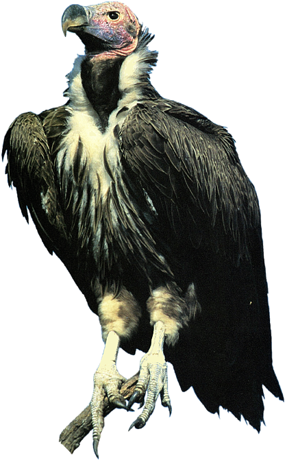 Click And Drag To Re-position The Image, If Desired - Vulture Transparent (525x700), Png Download