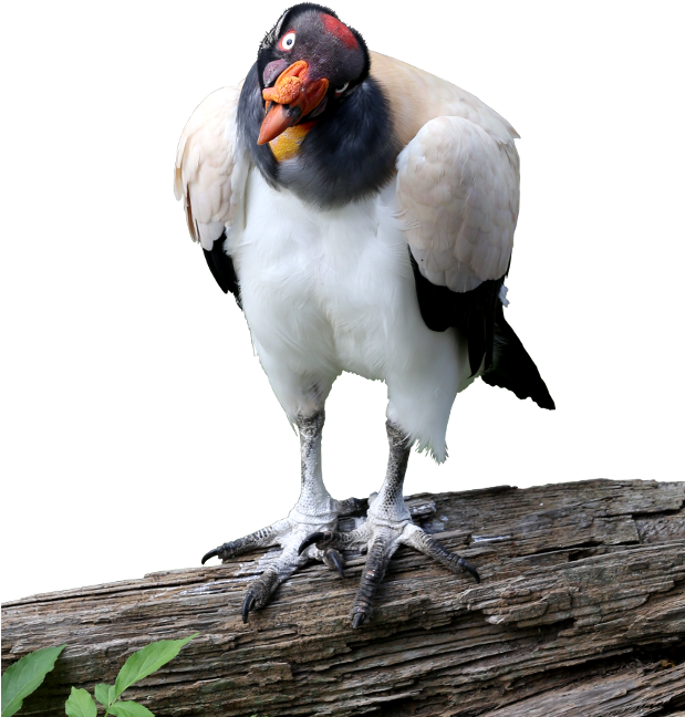 King Vulture Cutout Image - King Vulture Png (618x800), Png Download