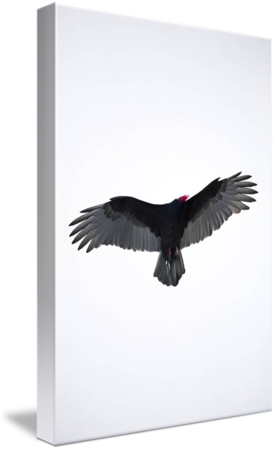 American Turkey Vulture Canvas Print - Canvas Print (397x650), Png Download