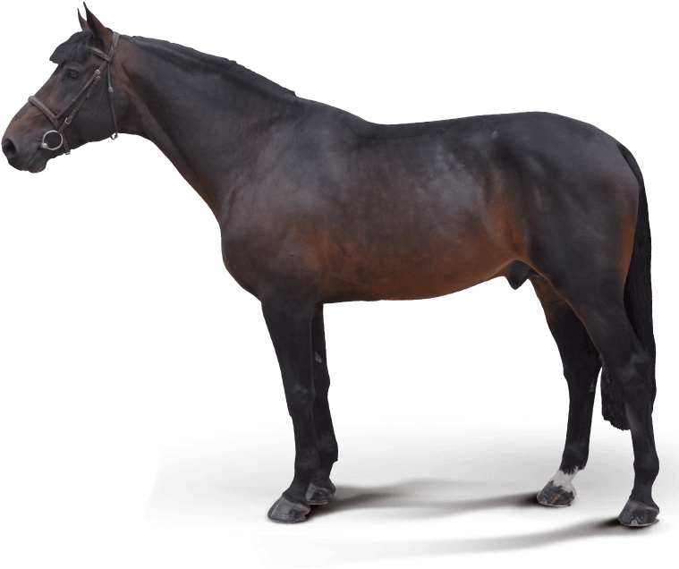 Medaglia D Oro Stallion (770x685), Png Download