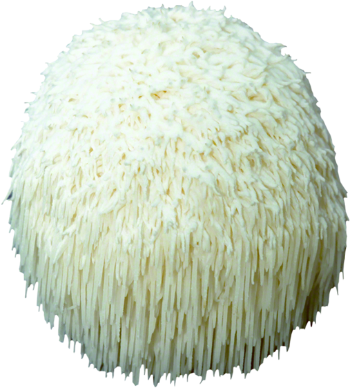 Lion's Mane Plug Spawn - Lion's Mane Mushroom (700x700), Png Download