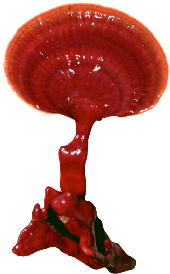 Reishi Plug Spawn - Lingzhi Mushroom (700x700), Png Download