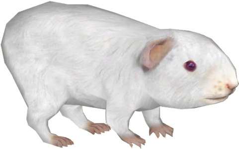 Guinea Pig 5 - Cuy Png (480x480), Png Download
