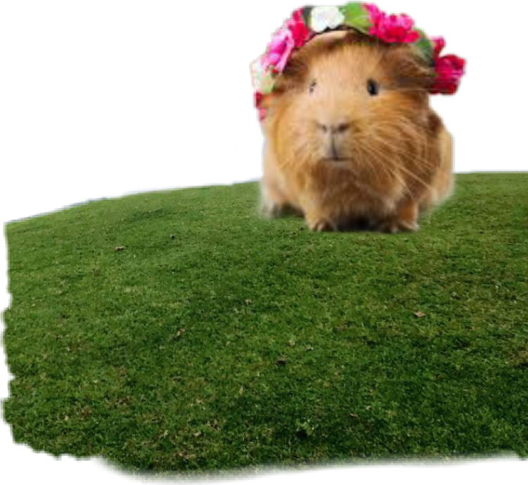 Guinea Pig (751x690), Png Download