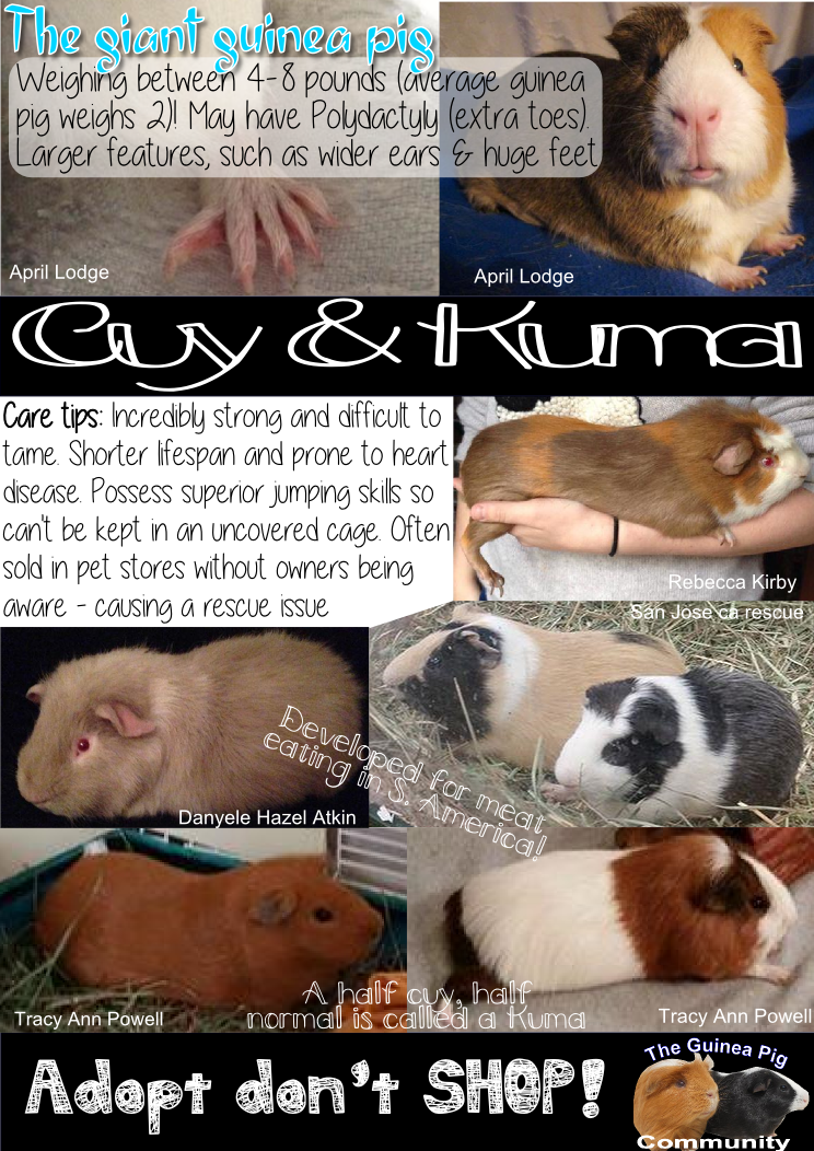 Cuys And Kumas - Guinea Pig (744x1052), Png Download