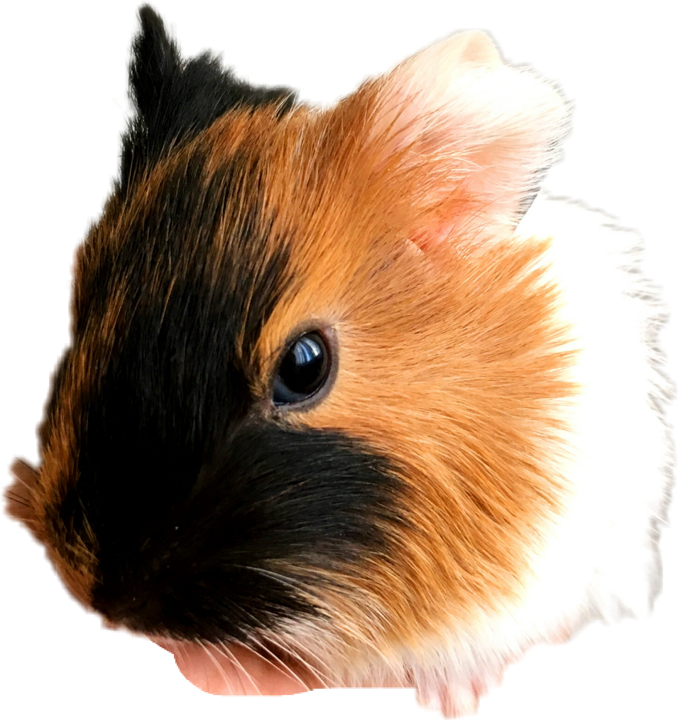 Guinea Pig With Unicorn Horn (955x1013), Png Download