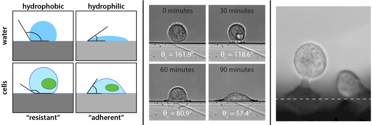 Microscope (1200x400), Png Download
