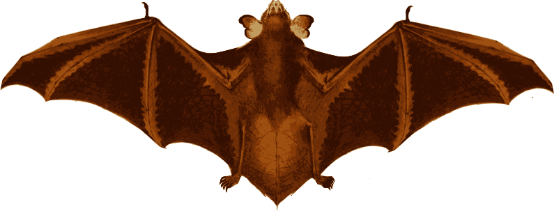 Medium Image - Bat Wings (795x303), Png Download
