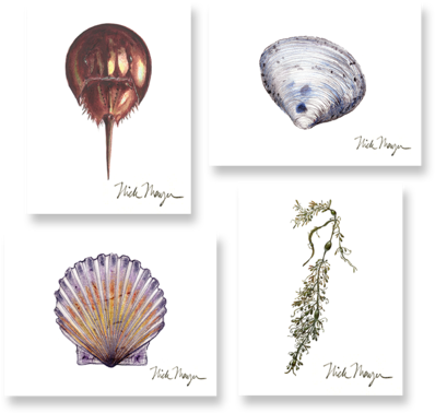 Beachcomber Boxed Assortment - Cape Cod (457x480), Png Download