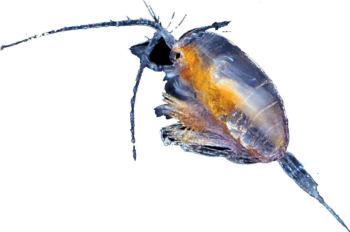 Download Transparent Chapter - Beetle - PNGkit