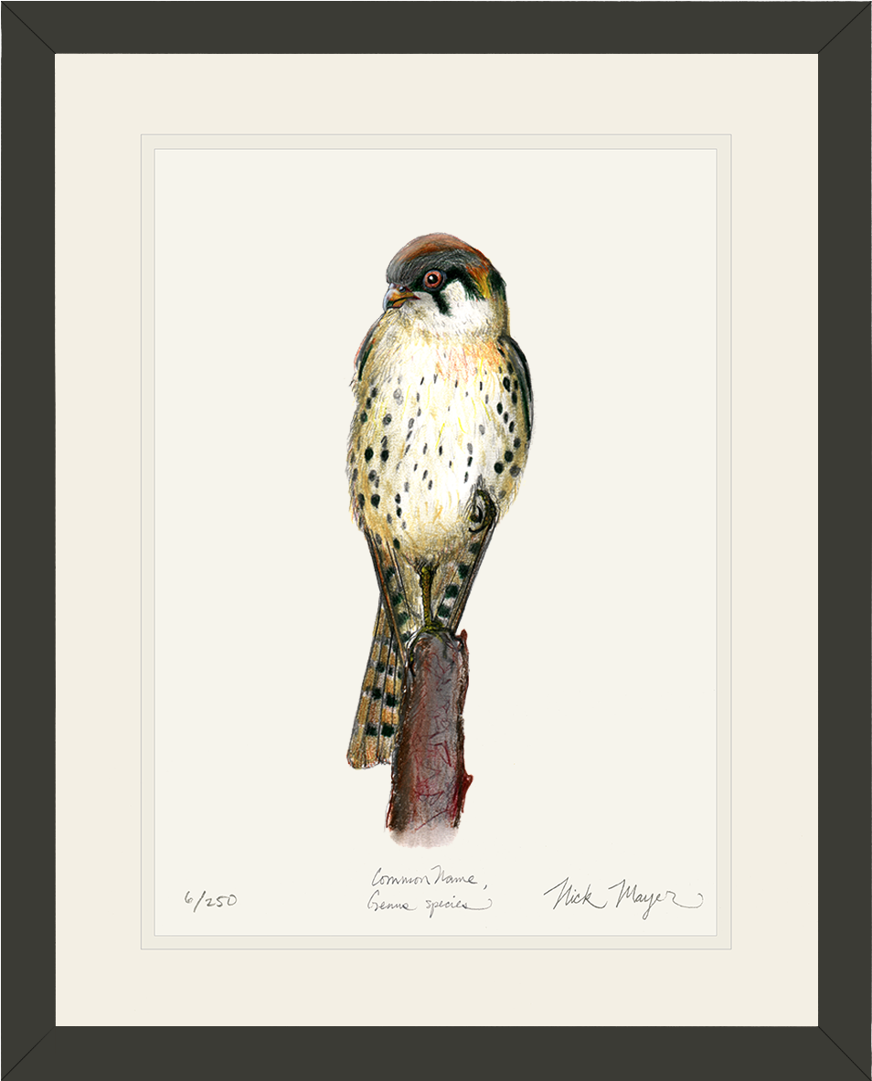 Name Bl V=1524851137 - American Kestrel (1084x1287), Png Download