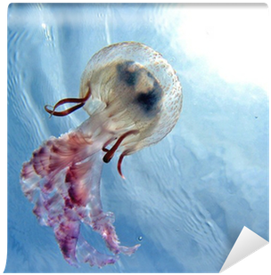 Lucedistrega Catostylus Tagi - Earrings With Nucleated (400x400), Png Download