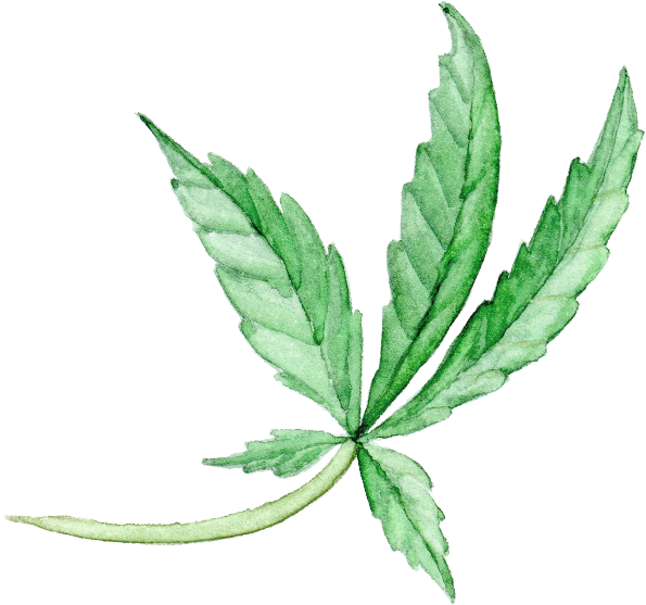 Our Story - Fern (595x557), Png Download