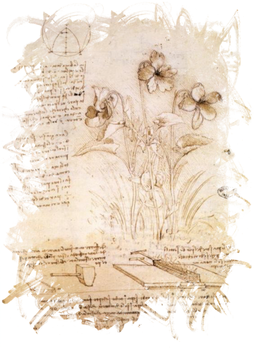 Leonardo Da Vinci,da - Ruimeng Da Vinci Flowers Sketch Canvas Decorative Painting (500x684), Png Download