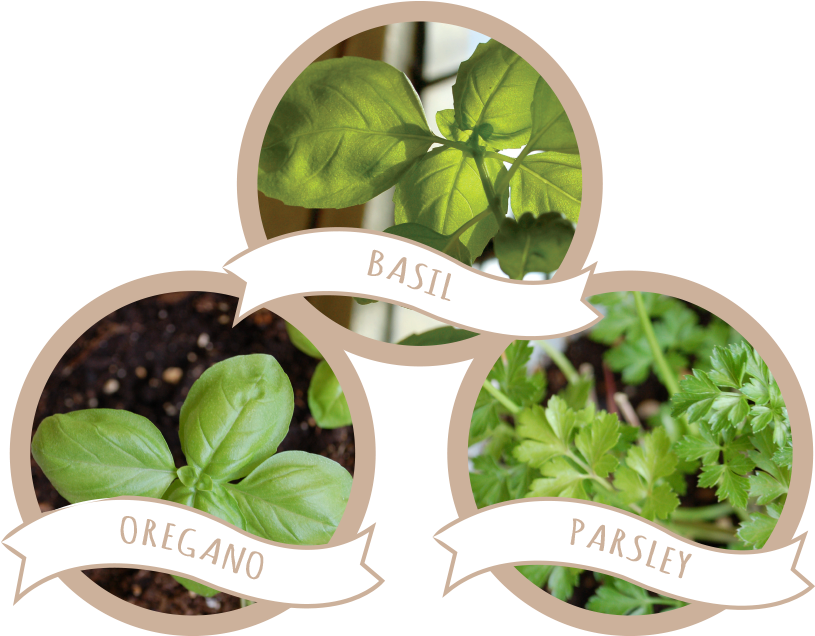 Tri-herb Seed Paper Blend - Basil (1108x674), Png Download