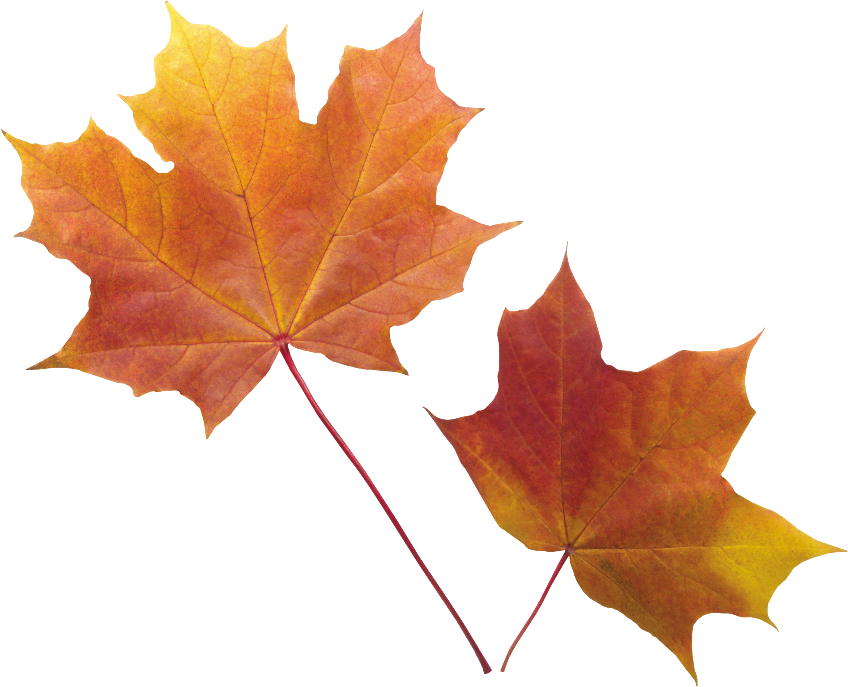 Fall Leaves Transparent Background (2800x2269), Png Download