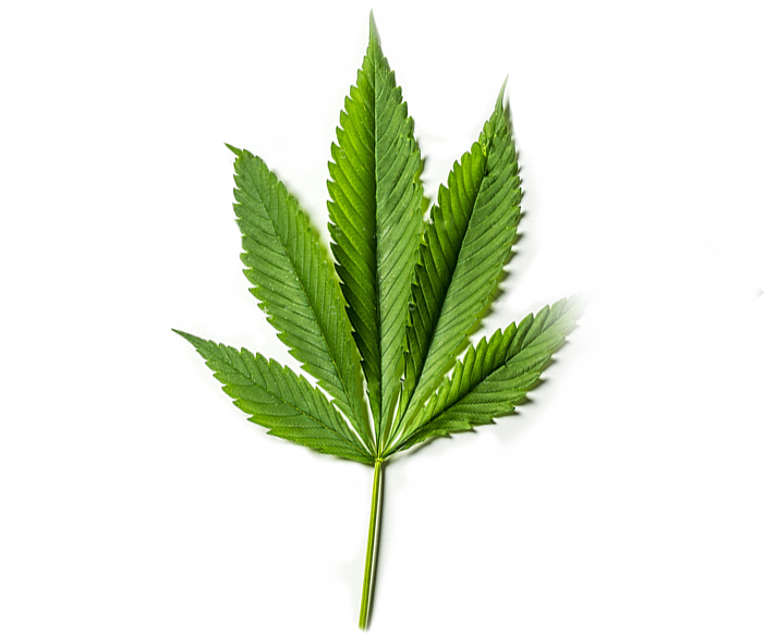 Pure Cbd From Organic American Grown Hemp - Houseplant (701x583), Png Download