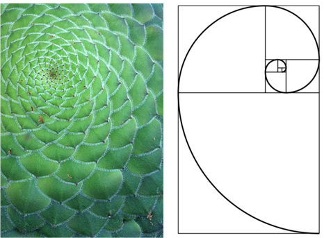 Intuition For The Golden Ratio Betterexplained - Golden Ratio (466x343), Png Download