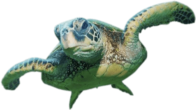 Sea Turtle Front View - Sea Turtle On Transparent Background (400x400), Png Download