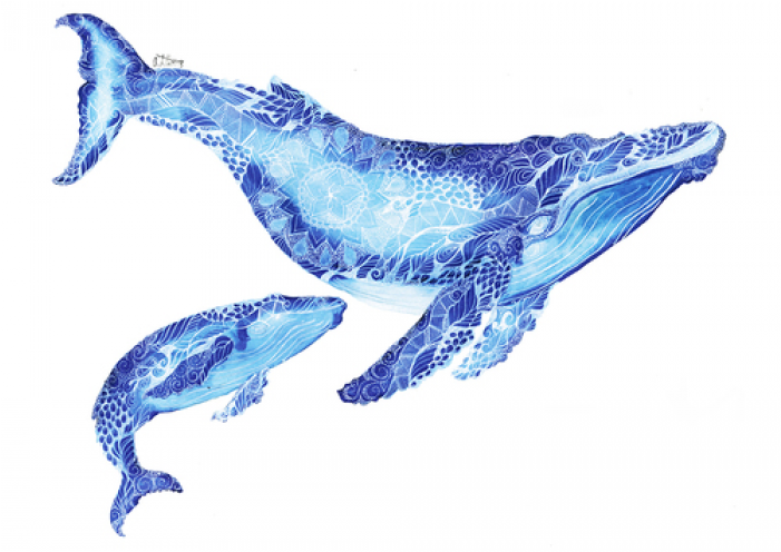 Wall Art Prints - Whale Mandala (700x700), Png Download