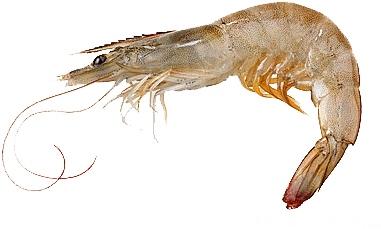 Grey Shrimp - White Shrimp From Gulf Of Mexico (400x400), Png Download