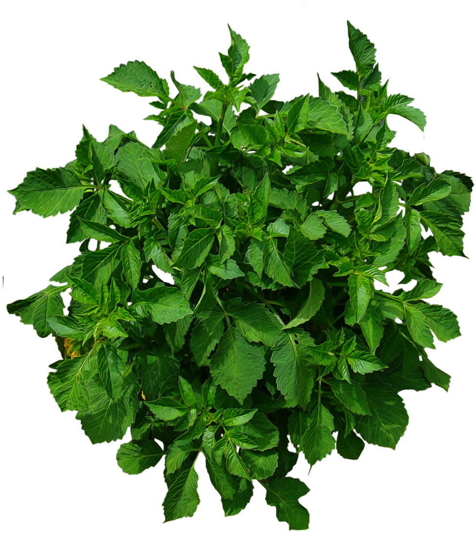 Download Free Shrub Png Plan View Plants Plan View Png Full Size