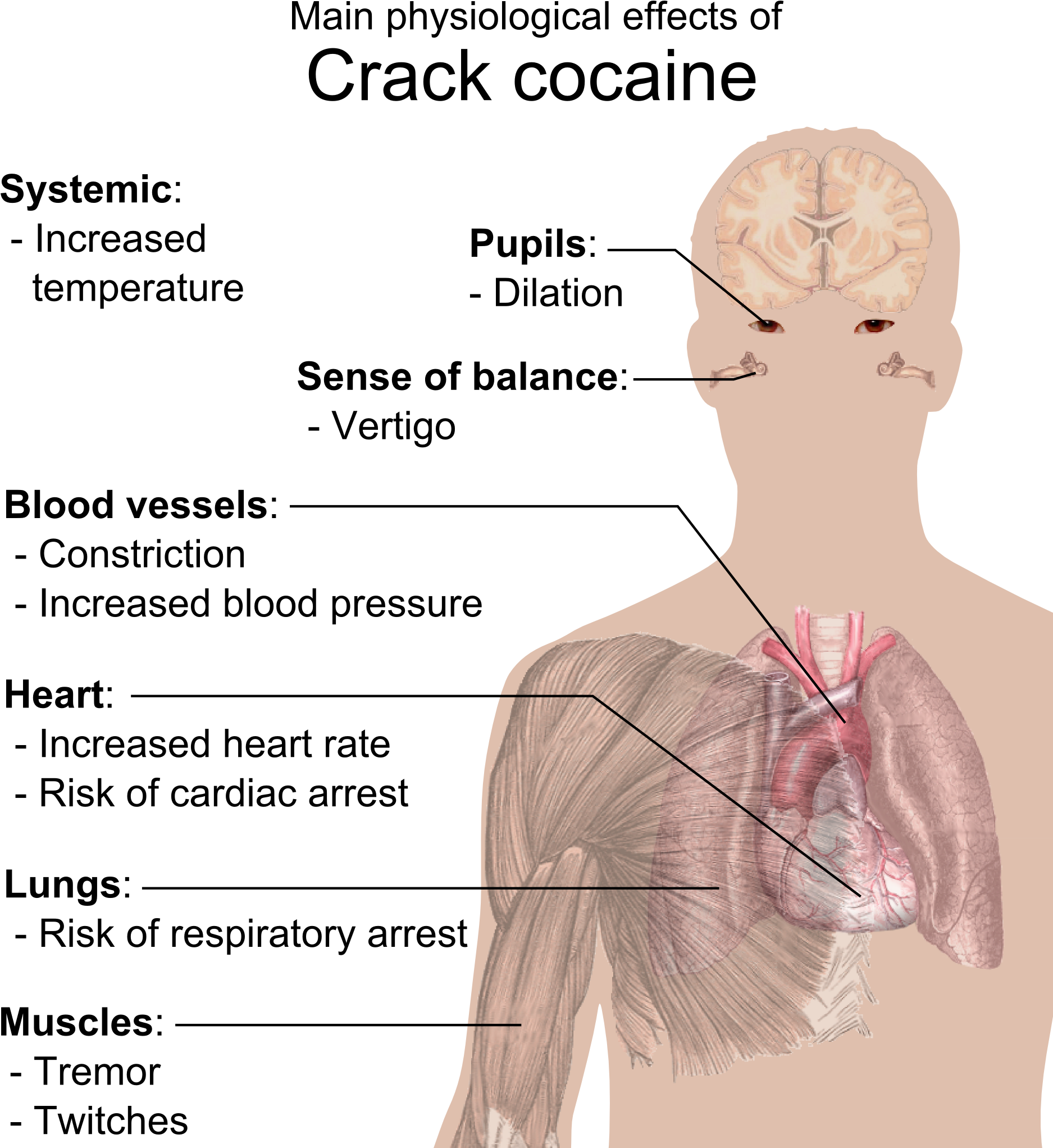 Physiological Effects Of Crack Cocaine - Effects Of Crack Cocaine (1911x2071), Png Download