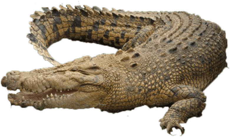 Free Png Crocodile Png Images Transparent - Chicago (850x553), Png Download