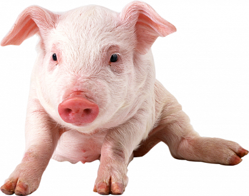 That I'll Be Greeted With Billions Of Them In God's - Pig Png (500x394), Png Download