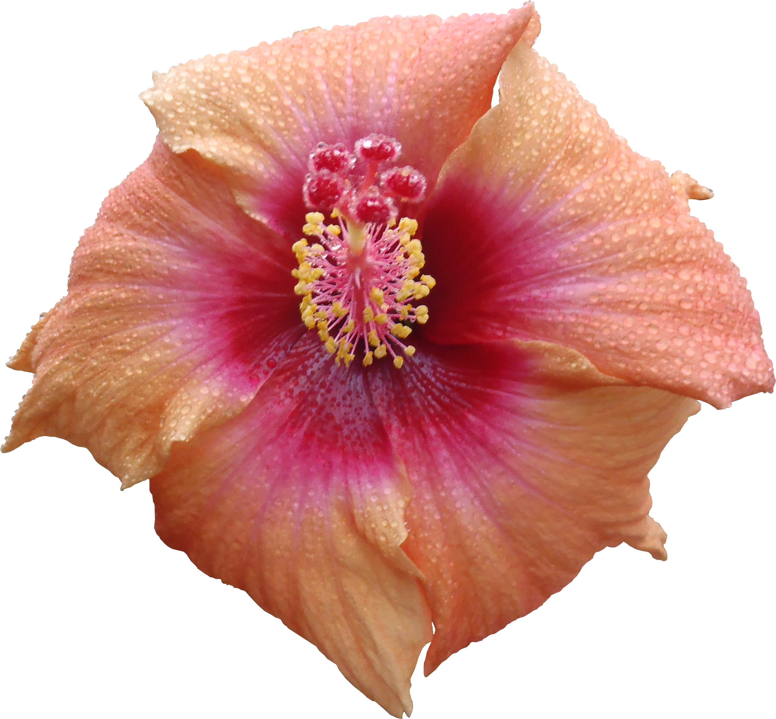 Hibiscus Flower Png Texture - Png High Quality Textures (2532x2346), Png Download