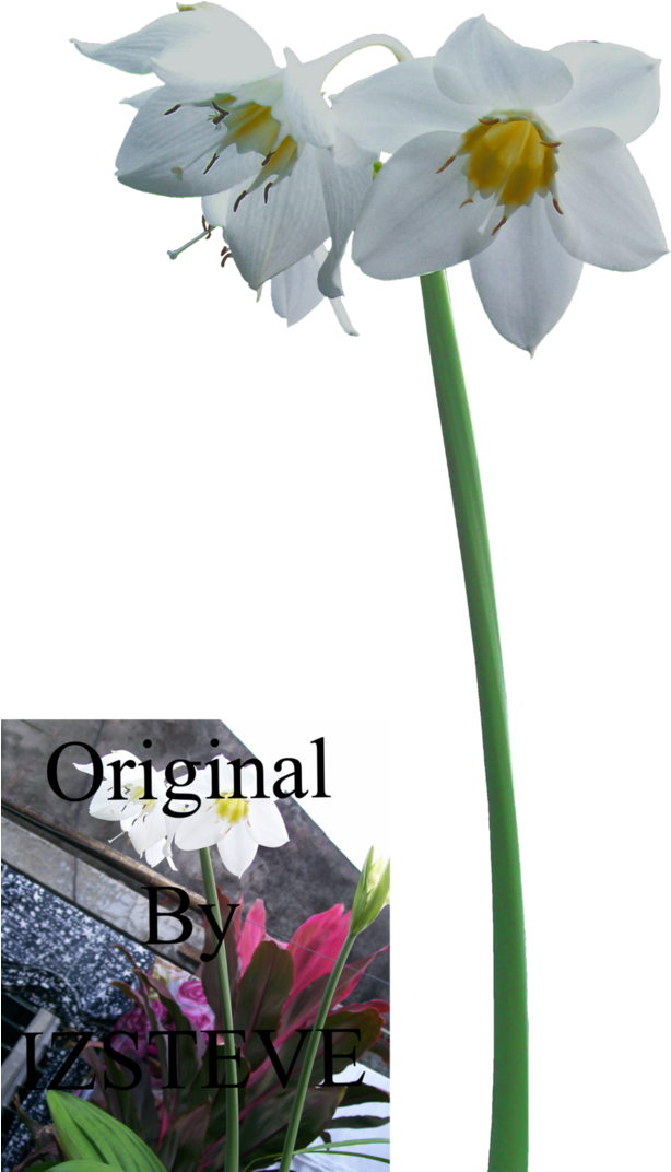 Amazon Lily By Izsteve - Library (711x1122), Png Download