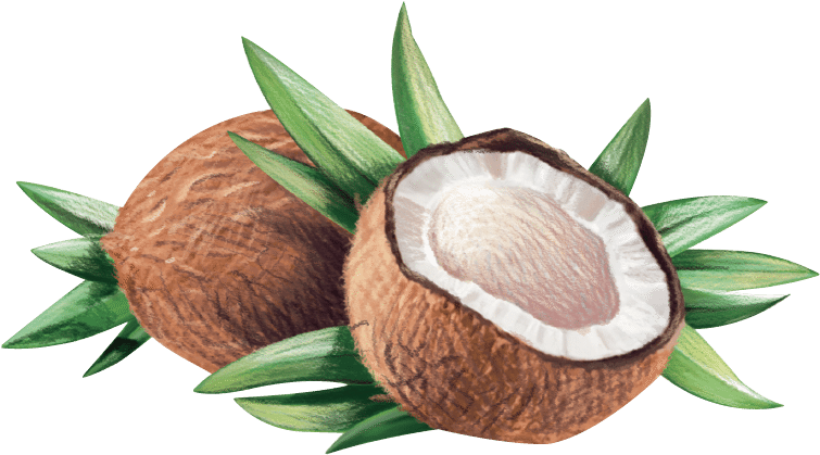 Coconut Clipart Coconut Seed - La Tourangelle - Virgin Organic Coconut Oil - 14 Oz. (998x815), Png Download