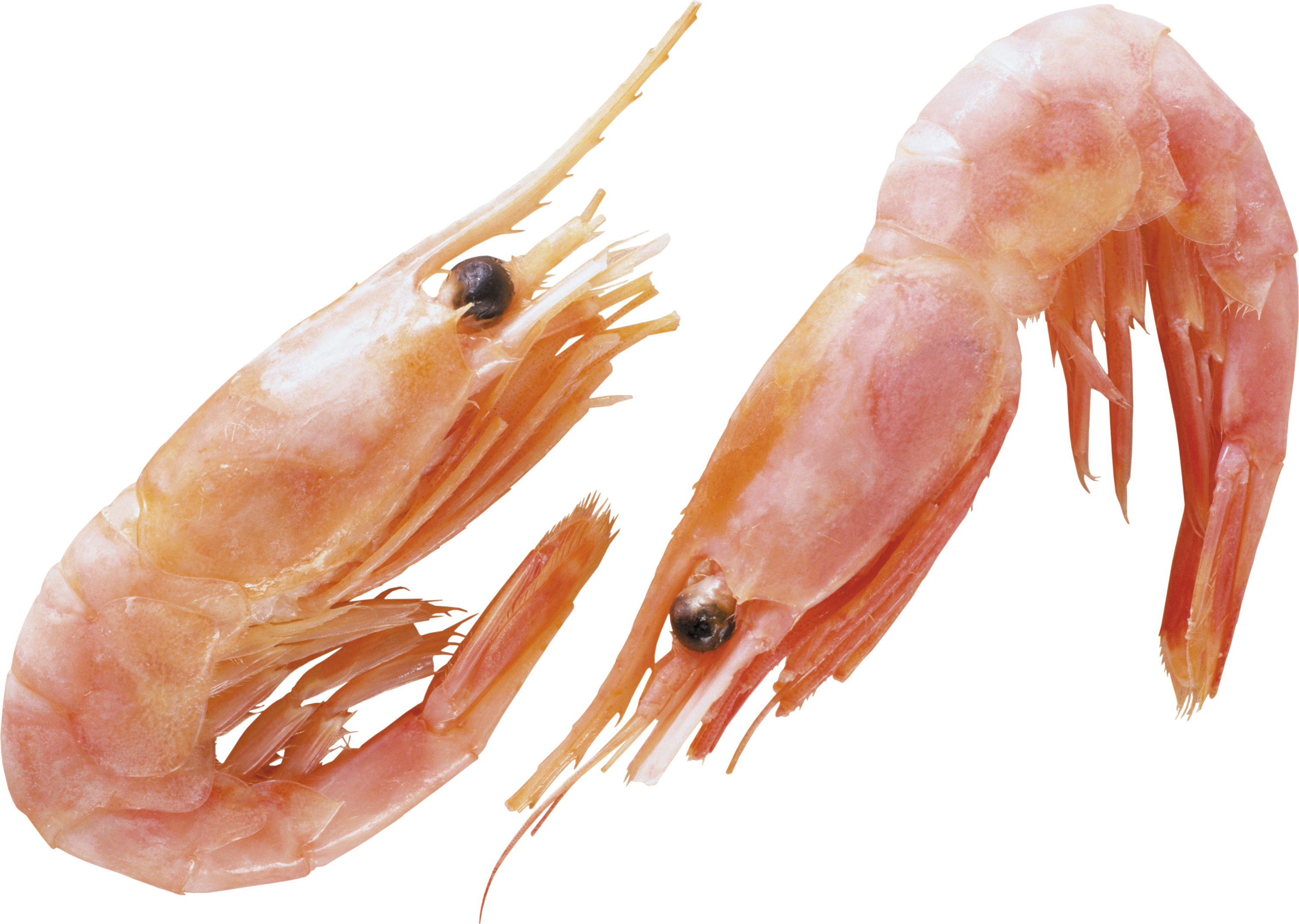 Free Icons Png - Transparent Background Shrimp Png (3000x2135), Png Download