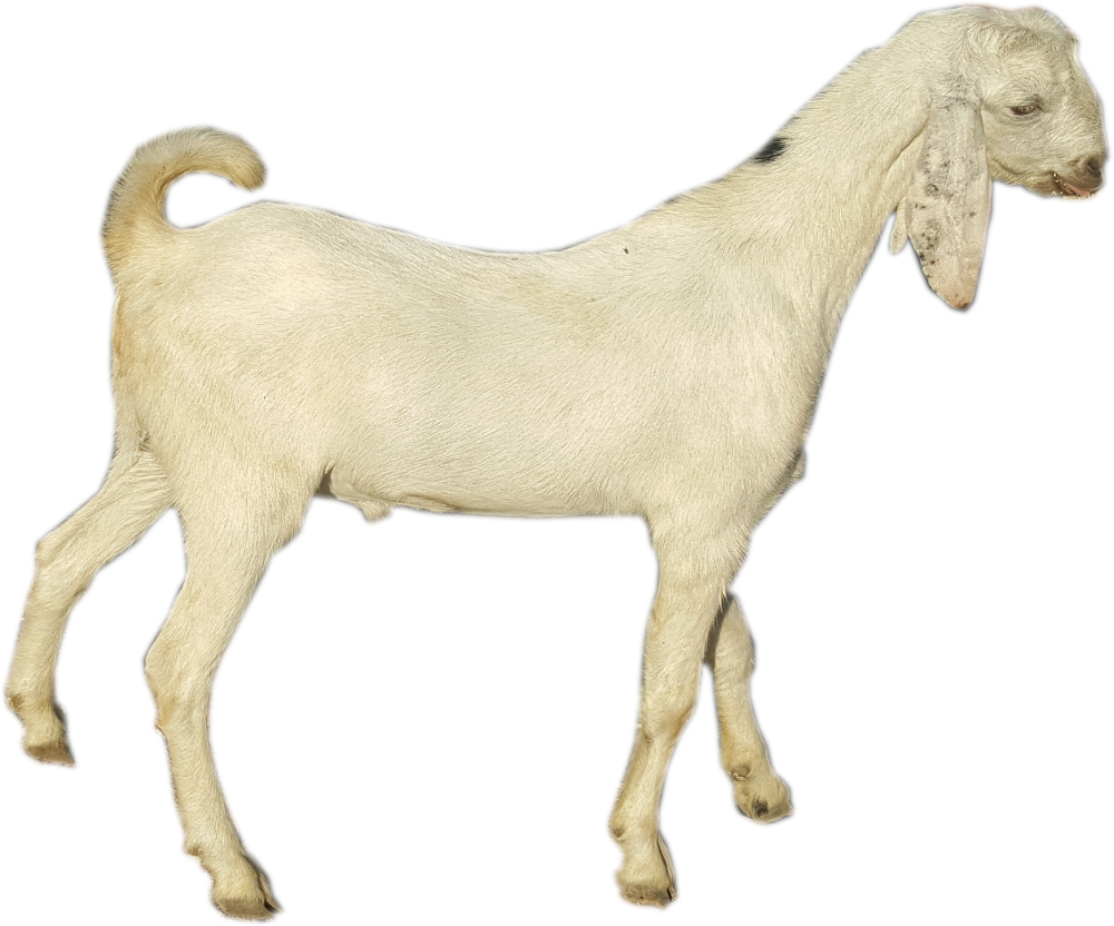 download goat full size png image pngkit download goat full size png image