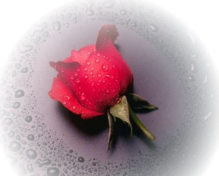 Wet Rose Mist - Home Decoration 5d Diy Printed Needlework Sets Counted (448x360), Png Download