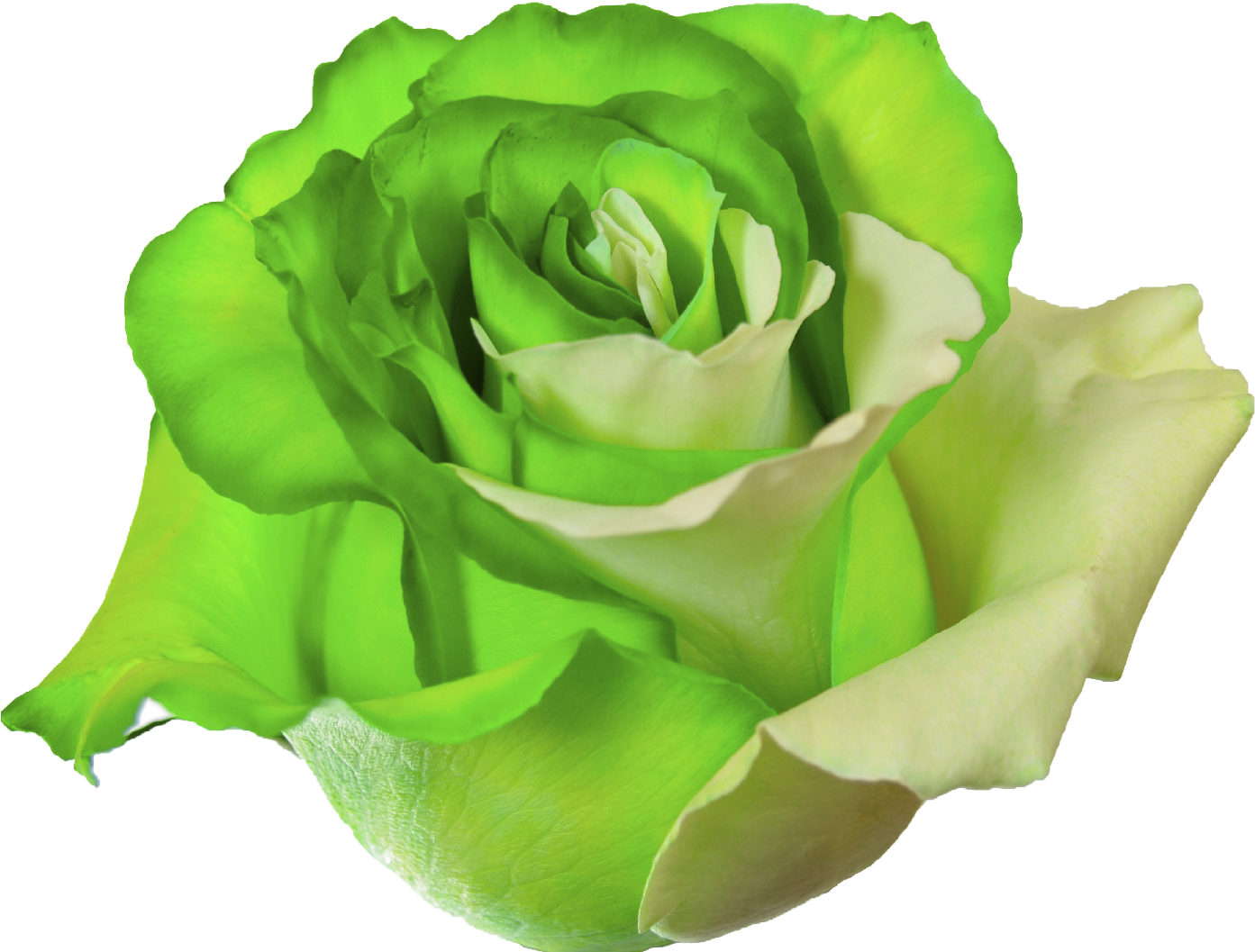 Green Rose Png (1417x1417), Png Download