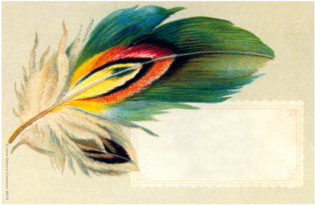 Pheasant Feather Pheasant Feather - Posterazzi Feather Nostalgia Cards Canvas Art - (18 (500x500), Png Download