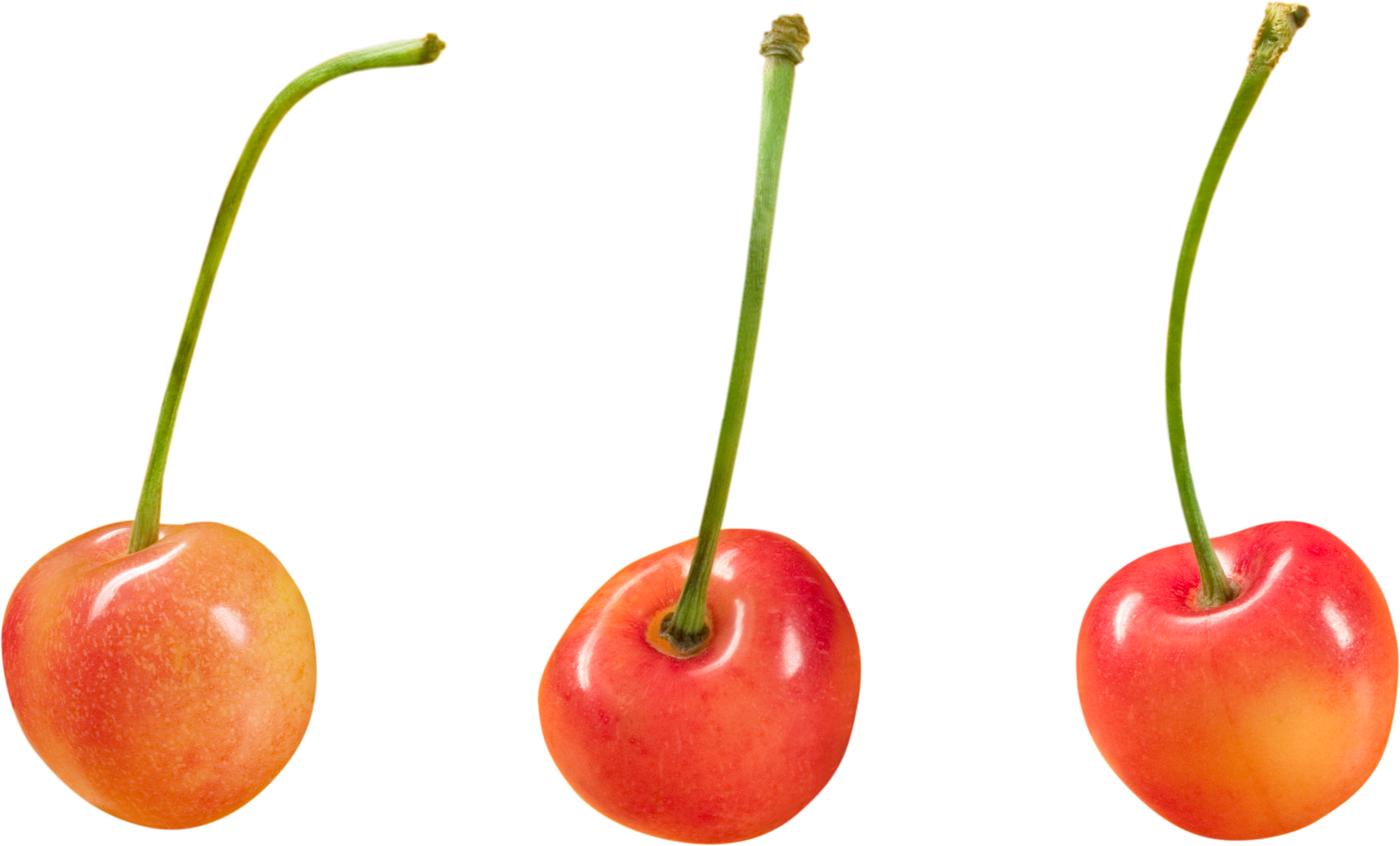 Png Free For Commercial Use (3537x2136), Png Download