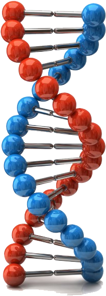 Dna, Forensics, Forensic Science, Cops, Ancestry, Genealogy, - Dna (274x640), Png Download