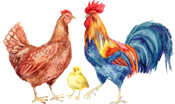 Hen Png Transparent Images - Hen Water Color (750x428), Png Download
