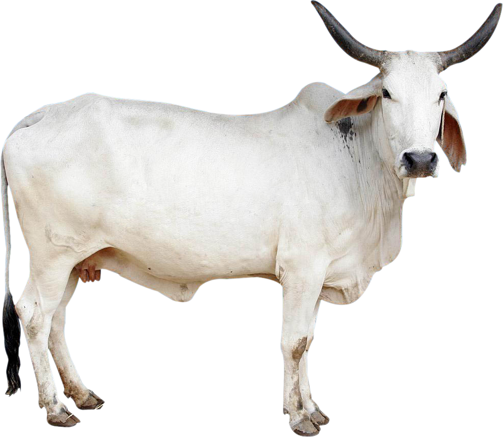 Cow Png Image - Mother Organic Cow Ghee 1 Kg (991x861), Png Download
