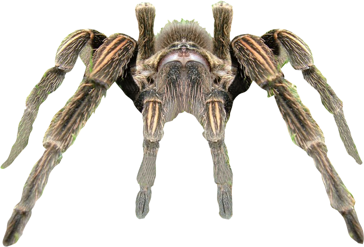 Spider Transparent Background (800x601), Png Download