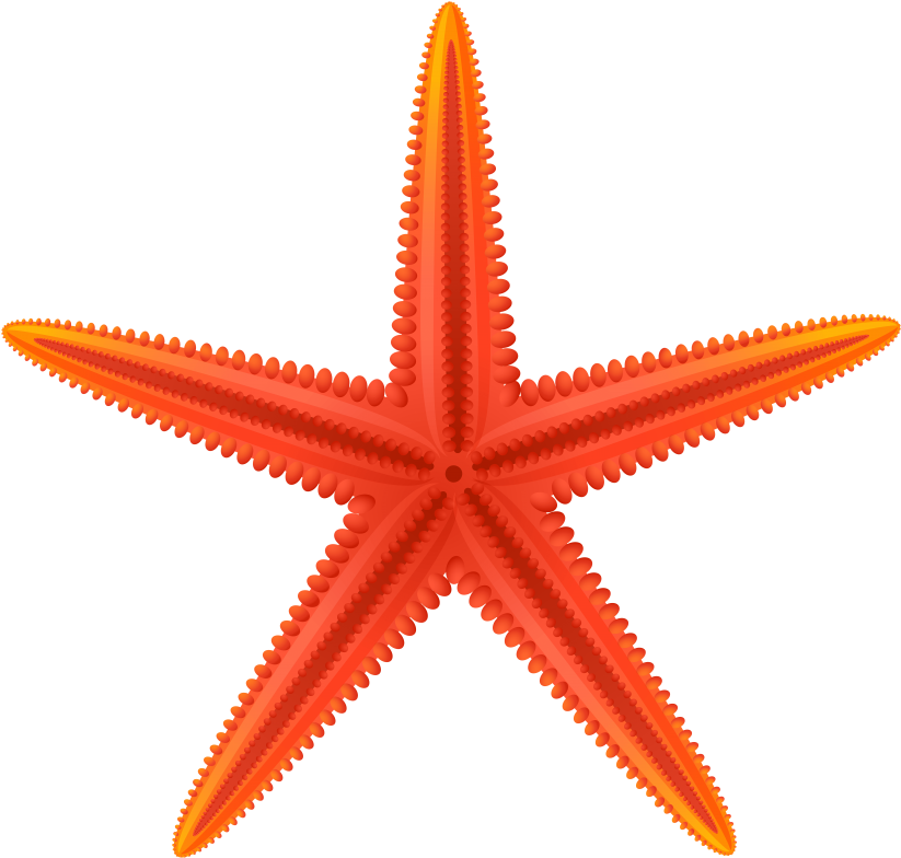 Free Png Red Starfish Png Images Transparent - Red Starfish Clip Art (850x811), Png Download